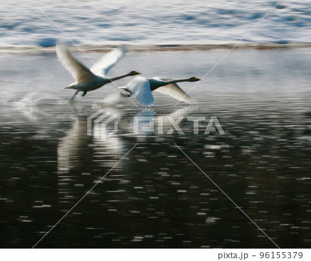 飛ぶカップルの白鳥流し撮り 96155379
