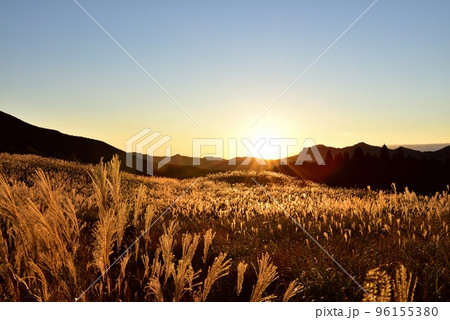 曽爾高原、黄金色のススキ 96155380