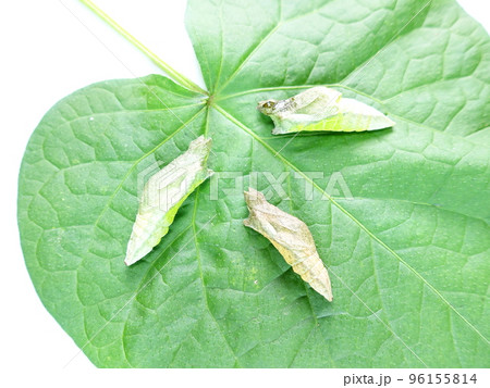 イモムシ 芋虫 幼虫 ナミアゲハ アゲハチョウ 蛹 イモムシ 芋虫 幼虫 ナミアゲハ アゲハチョウ 蛹 96155814