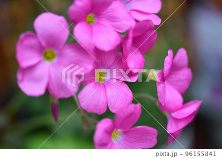 ハナカタバミ（花片喰） 96155841