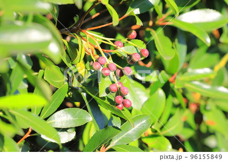 色づいたシャリンバイの実 色づいたシャリンバイの実 96155849