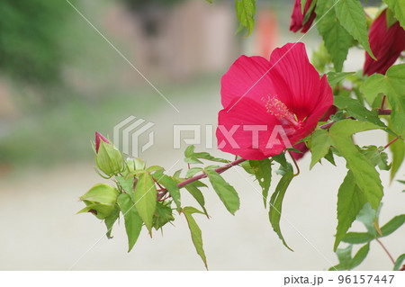 モミジアオイの花とつぼみ モミジアオイの花とつぼみ 96157447