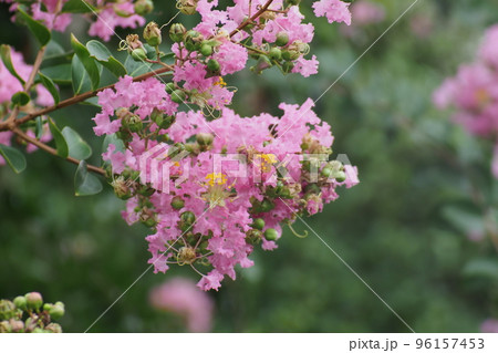 百日紅のピンクの花 百日紅のピンクの花 96157453