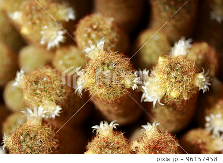 純白の花趣味のサボテン 96157458