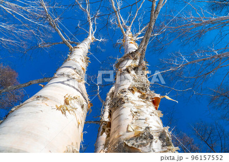【雪山素材】雪に埋もれたダケカンバ【長野県】 【雪山素材】雪に埋もれたダケカンバ【長野県】 96157552