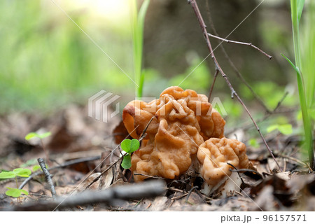 Gyromirta gigas mushrooms growing in forest in spring 96157571