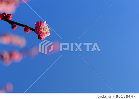 満開の紅梅 ピンクの花ときれいな青空 お正月 冬 早春 イメージ 日本の和風 背景素材 満開の紅梅 ピンクの花ときれいな青空 お正月 冬 早春 イメージ 日本の和風 背景素材 96158447