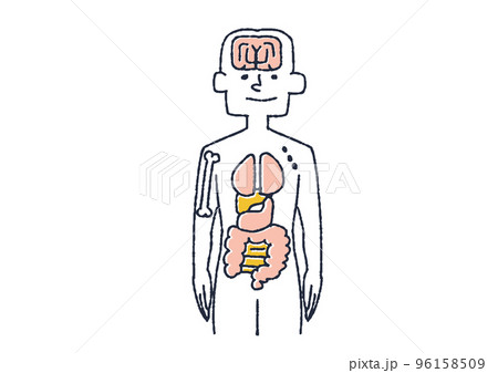 人間の臓器の親しみやすいイラスト 人間の臓器の親しみやすいイラスト 96158509