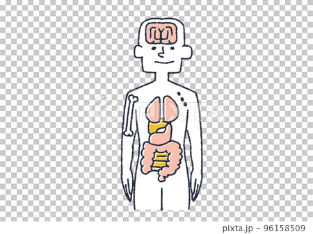 人間の臓器の親しみやすいイラスト 人間の臓器の親しみやすいイラスト 96158509
