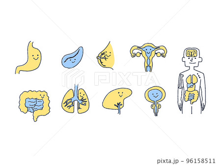 親しみやすい人間の健康な臓器のイラスト 96158511