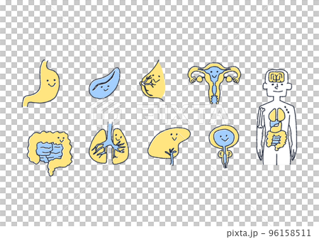 親しみやすい人間の健康な臓器のイラスト 96158511