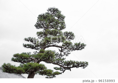 Japanese style pine tree large old beautiful artistic plant visible in traditional japan art drawing and painting 96158993