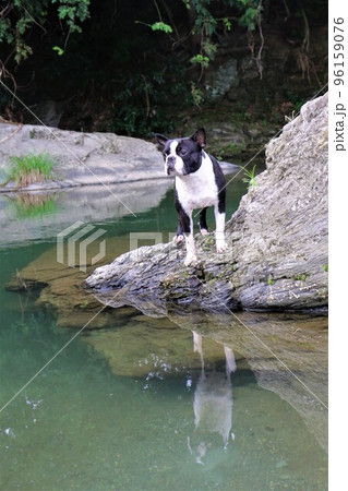 川遊びの人気スポットときがわ町の都幾川の岩場で渓谷を眺める可愛いボストンテリアのマイティ君♡ 96159076