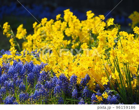 満開の糸葉水仙とムスカリ 満開の糸葉水仙とムスカリ 96159186