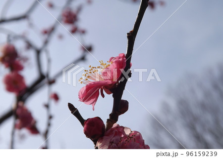 八重寒紅 96159239