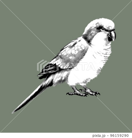 graphic parrot. a green lovebird with a red head. graphic illustration of a bird. realistic parrot 96159290