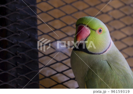 Indian Ringneck parrots are attractive Indian Ringneck parrots are attractive 96159319
