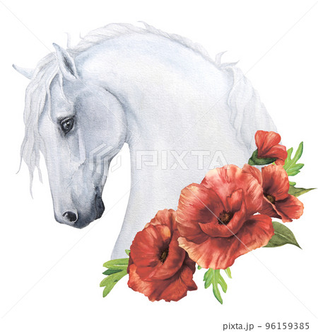 Watercolor illustration of a white horse with delicate poppies isolate Watercolor illustration of a white horse with delicate poppies isolate 96159385