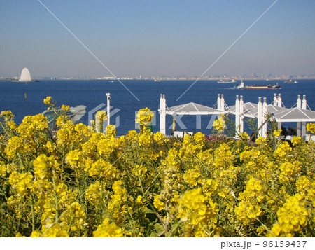 春の海ほたる   菜の花 96159437