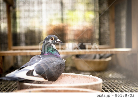 close up homing pigeon living in home loft 96159702