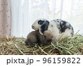 Two lovely furry baby rabbit sitting together on dry straw grass over white background. Family young 96159822