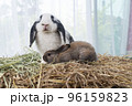 Two lovely furry baby rabbit sitting together on dry straw grass over white background. Family young 96159823