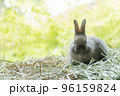 Little baby rabbit bunny playful on dry straw over bokeh spring green background. Healthy cuddle  96159824