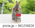 Adorable baby rabbit bunny pushing shopping basket cart with cookiecarrot standing over green nature 96159826