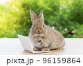 Newborn tiny rabbit furry bunny small laptop online sitting on bokeh green background. Lovely baby 96159864