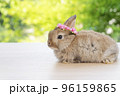 Adorable baby rabbit bunny with white red paper roses on head sitting on wood green bokeh background 96159865