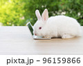 Newborn tiny rabbit furry bunny small laptop online sitting on bokeh green background. Lovely baby 96159866