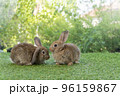 Cuddly furry rabbit bunny brown with family sitting and playful together on green grass over natural 96159867