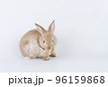 Adorable newborn baby rabbit bunnies cleaning body sitting with copy space over isolated white  96159868
