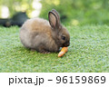 Adorable baby rabbit bunny eating fresh orange carrot sitting on green grass meadow over nature  96159869