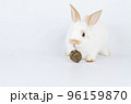 Furry baby bunny feeding carrot cookie on isolated background. Adorable tiny rabbit white and brown  96159870