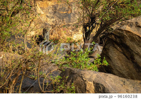 Leopard cub stands on rocks among bushes 96160238