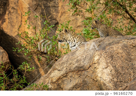 Leopard and cub turn heads on rock 96160270