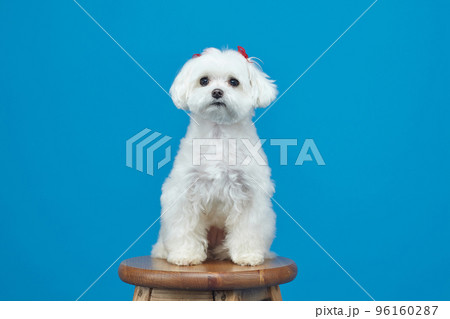 charming little Maltese lapdog. photo shoot in the studio on a blue background charming little Maltese lapdog. photo shoot in the studio on a blue background 96160287