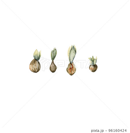 Hand drawn watercolor set with germinated tulip bulbs.It's perfect for greeting cards, wedding invitation, birthday and mothers day cards.Watercolor botanical illustration isolated on white background 96160424