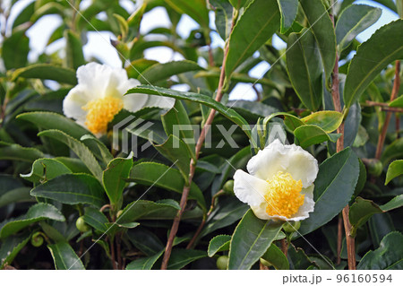 お茶の花 96160594