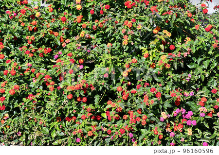 ランタナ ランタナ 96160596