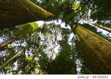 頭上の杉の木　 96160903