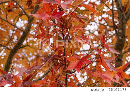 紅葉したモミジバフウ(アメリカフウ) 紅葉したモミジバフウ(アメリカフウ) 96161173