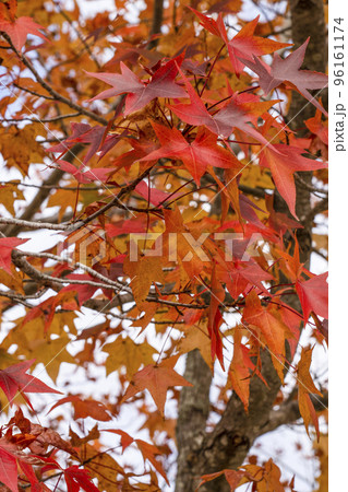 紅葉したモミジバフウ(アメリカフウ) 紅葉したモミジバフウ(アメリカフウ) 96161174