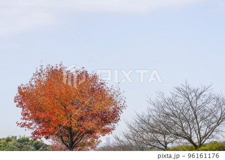 紅葉したモミジバフウ(アメリカフウ) 紅葉したモミジバフウ(アメリカフウ) 96161176