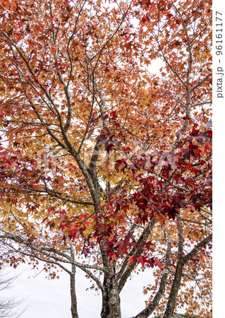 紅葉したモミジバフウ(アメリカフウ) 紅葉したモミジバフウ(アメリカフウ) 96161177