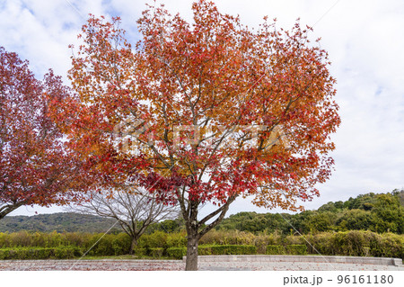 紅葉したモミジバフウ(アメリカフウ) 紅葉したモミジバフウ(アメリカフウ) 96161180