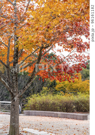紅葉したモミジバフウ(アメリカフウ) 紅葉したモミジバフウ(アメリカフウ) 96161182
