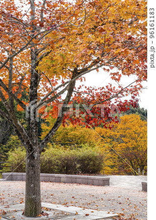 紅葉したモミジバフウ(アメリカフウ) 紅葉したモミジバフウ(アメリカフウ) 96161183