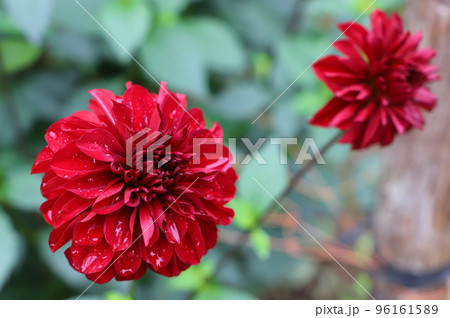 雨上がりのダリア（品種：小夜） 96161589